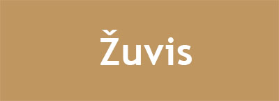 zuvis